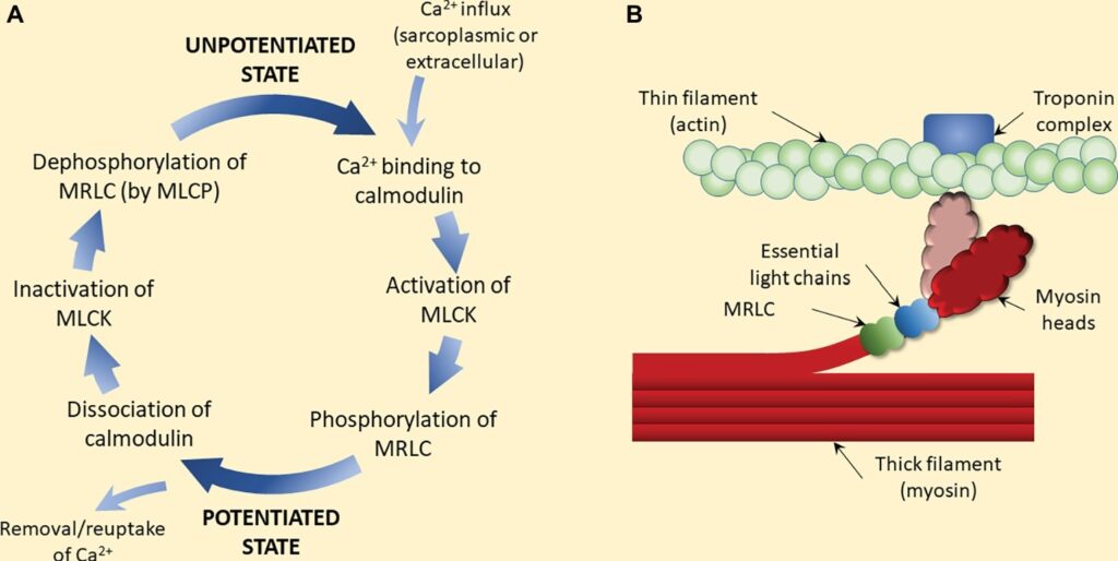 Proposed-mechanism-of-classic-post-activation-potentiation-PAP-1024x514